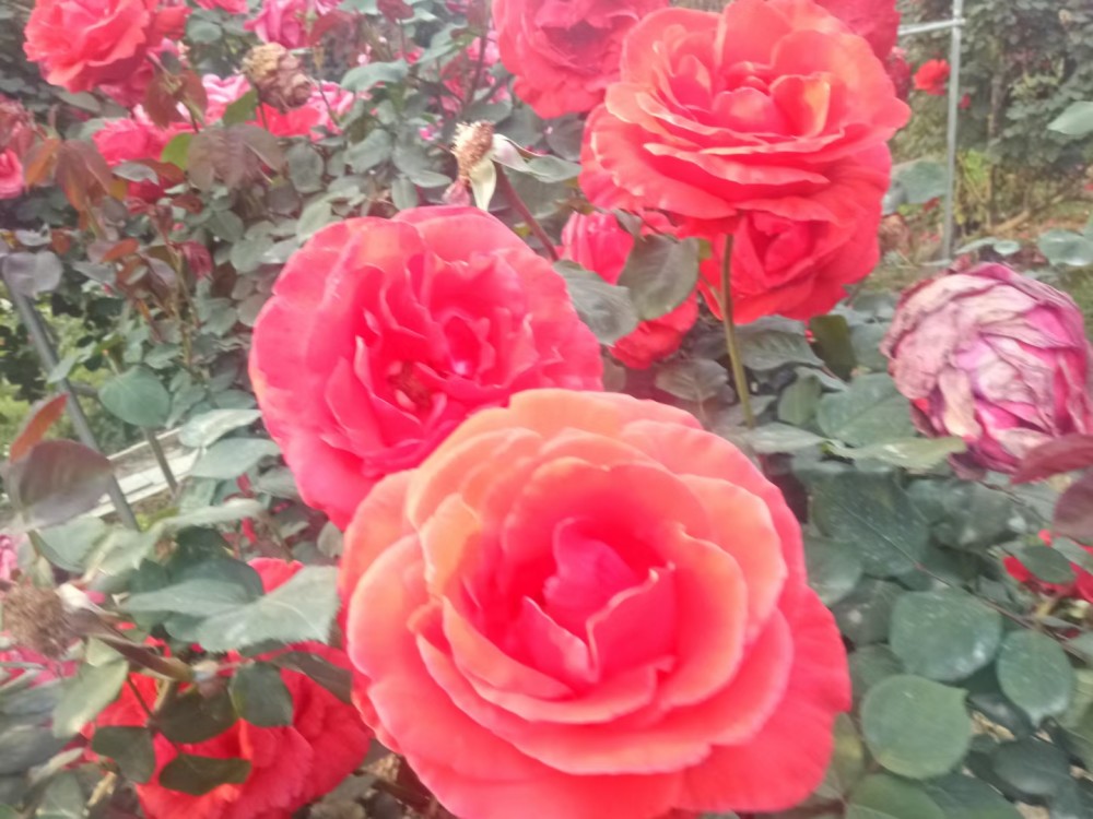 五彩缤纷月季花