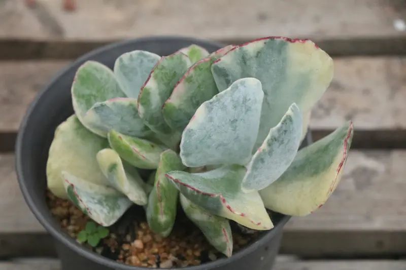 "旭波之光"景天科银波锦属多肉植物,锦斑品种,银波锦的变种