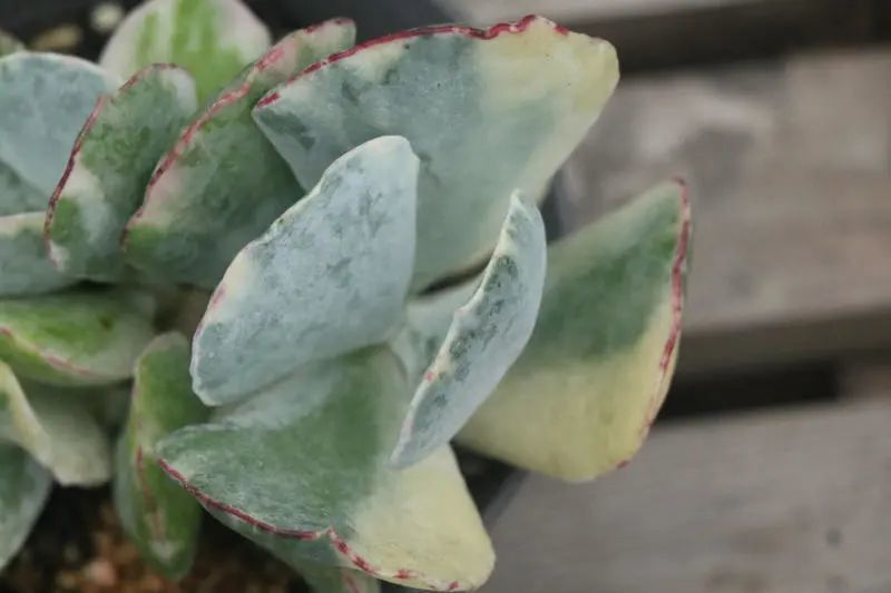 "旭波之光"景天科银波锦属多肉植物,锦斑品种,银波锦的变种