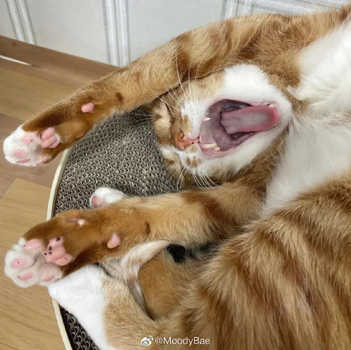 猪猫犯困还真的像我!