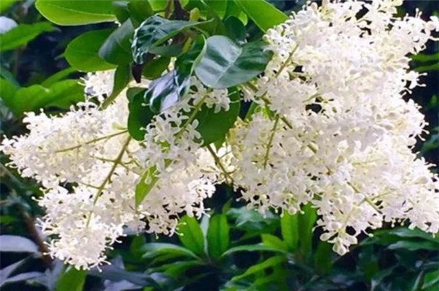 夏花冬青女贞诗词四首:晴雪纷纷,月儿照著,风儿吹动,香了黄昏