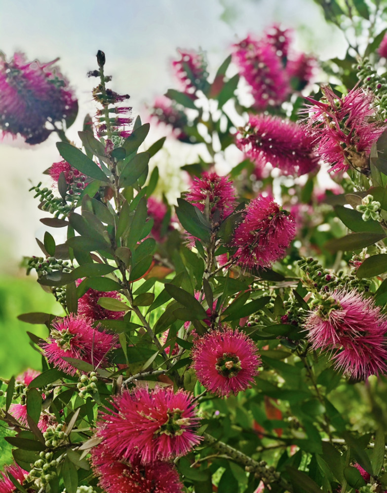 红千层花与众不同的是花穗簇生呈瓶刷状满树红花掩映在众绿之中