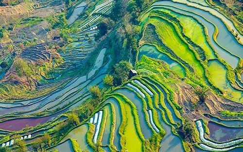 红河元阳哈尼梯田景区