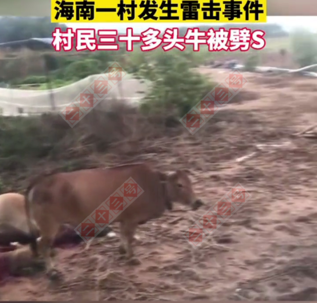 海南东方市突降雷雨,30多头牛被击死,牛主人损失惨重