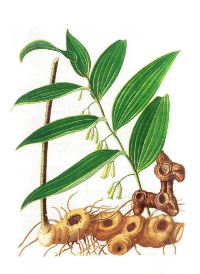 黄精作为生活中常见的中草药,它的妙用主要有哪些?