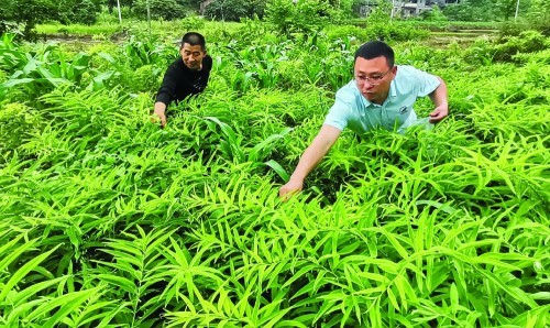 顺庆种植黄精上千亩 做长产业链致富百姓|产业链|南充|李家镇|黄精酒