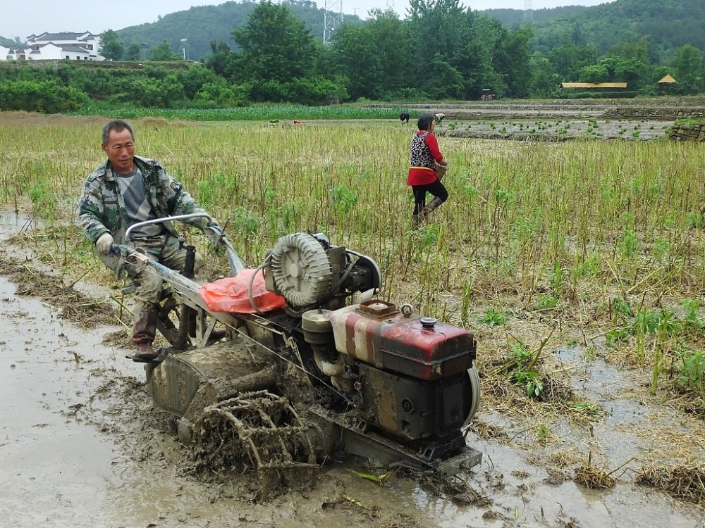 湖北宜昌:农民犁田准备种植水稻