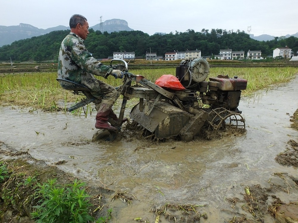 湖北宜昌:农民犁田准备种植水稻