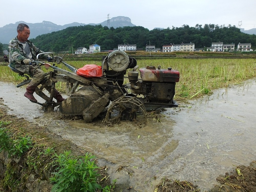 湖北宜昌:农民犁田准备种植水稻