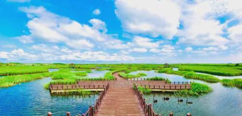 河北沧州渤海新区:南大港湿地风景美如画