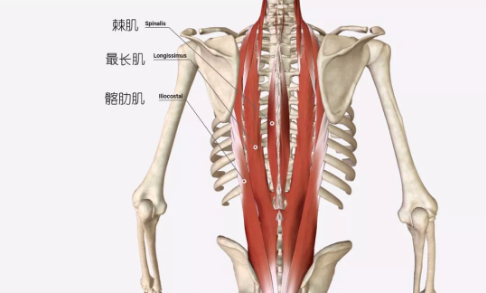 我们先了解一下竖脊肌的解剖结构,竖脊肌属于我们背部的深层长肌,它