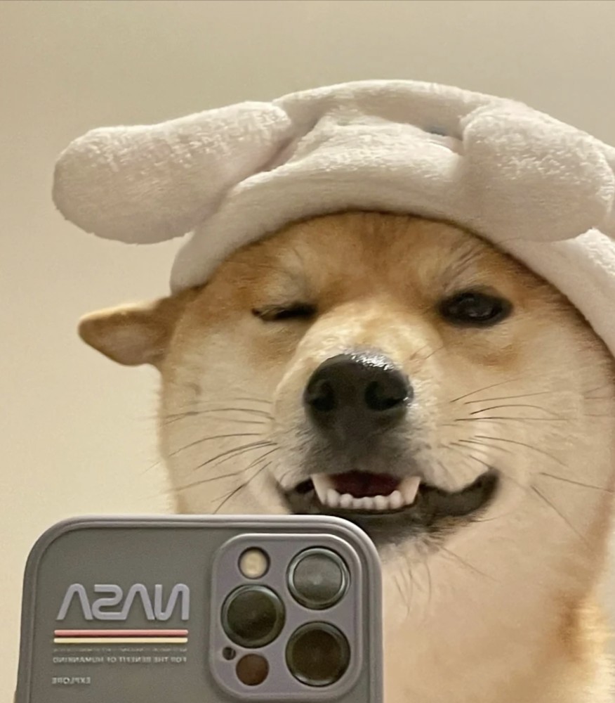 狗狗的自拍有多好看