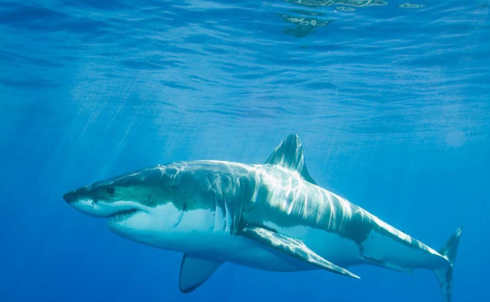 大白鲨的天敌?横行海洋的大白鲨遇到虎鲸就只能乖乖等