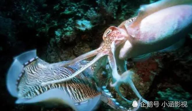 海底10000米有多恐怖?经验丰富的潜水员看到海底的情景都害怕