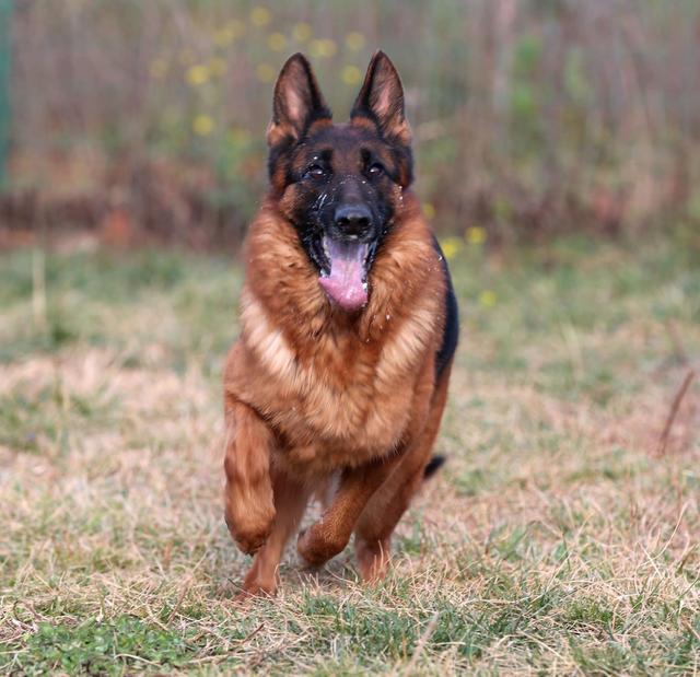 鬣狗如此凶猛,为什么不能当"警犬"?