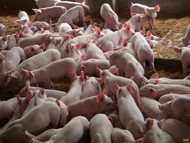 猪群饲养密度过大对整体有什么影响?