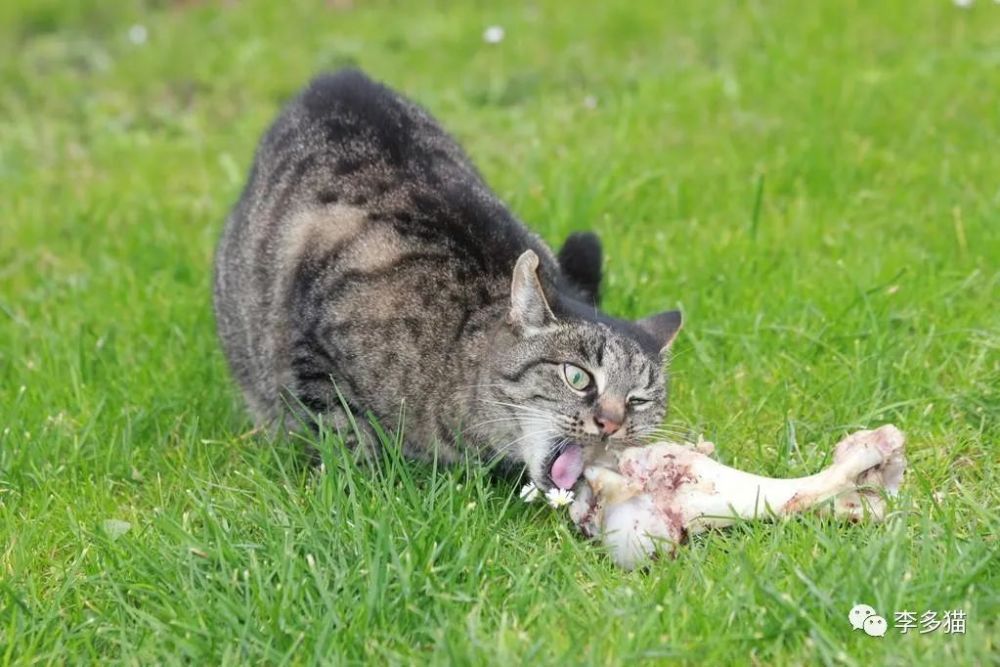 猫咪经常会舔舐自己的毛发