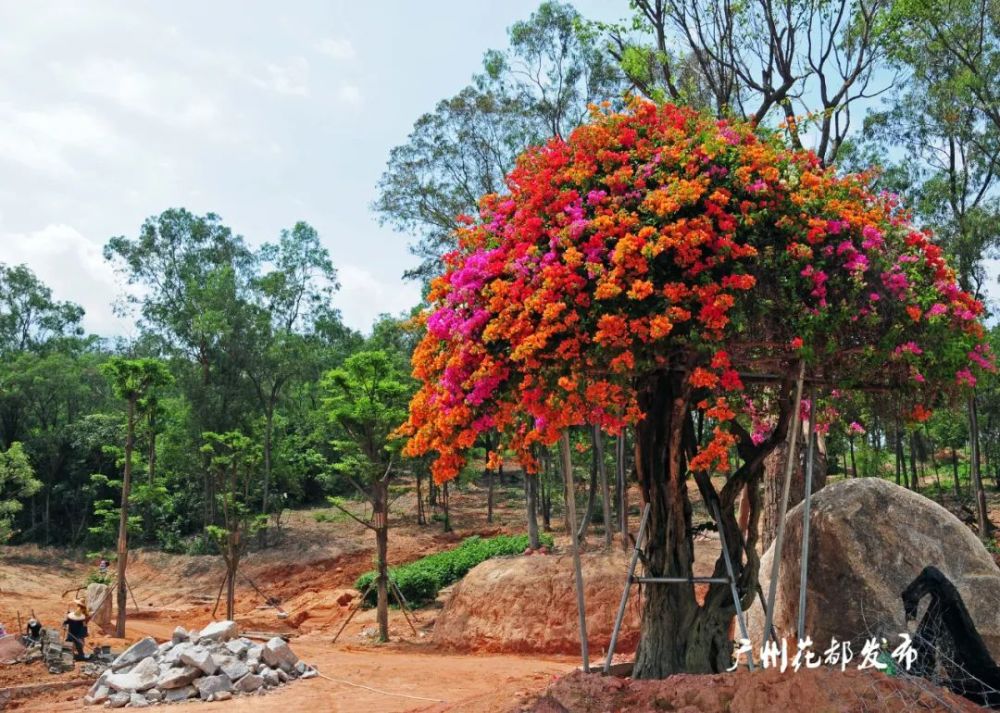 大美花都满园鲜花藏不住一树能开五色花