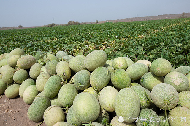 哈密瓜种植怎么施肥长得快