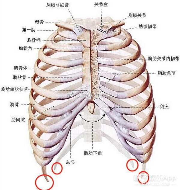 肋骨下方的位置.如字面意思.