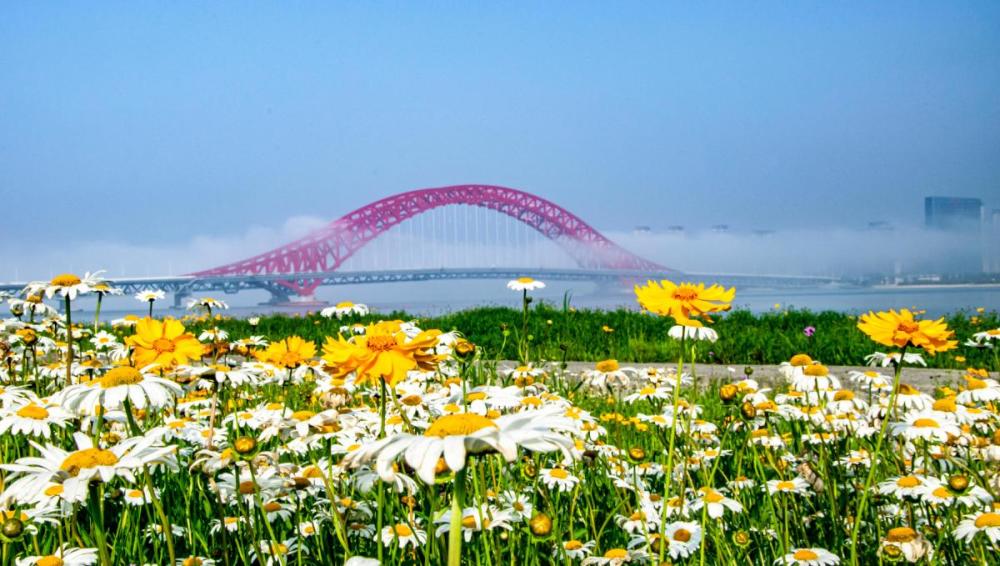 梅山红桥百亩花海开放