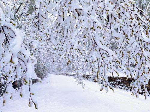 呼伦贝尔原始林区大雪纷飞,一夜穿越到"冬季",银装素裹,分外妖娆