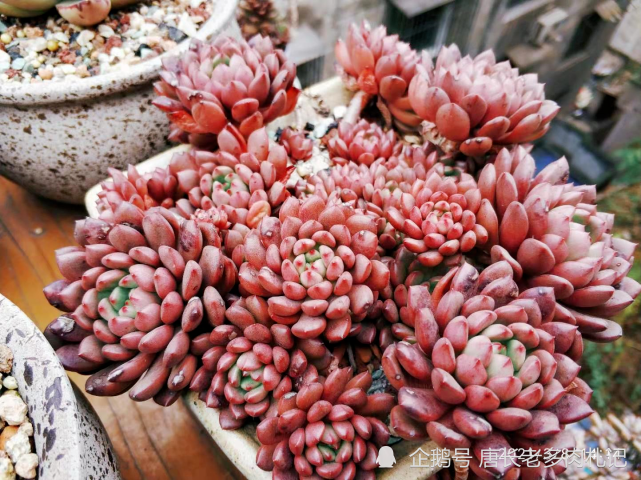 我最满意的红宝石