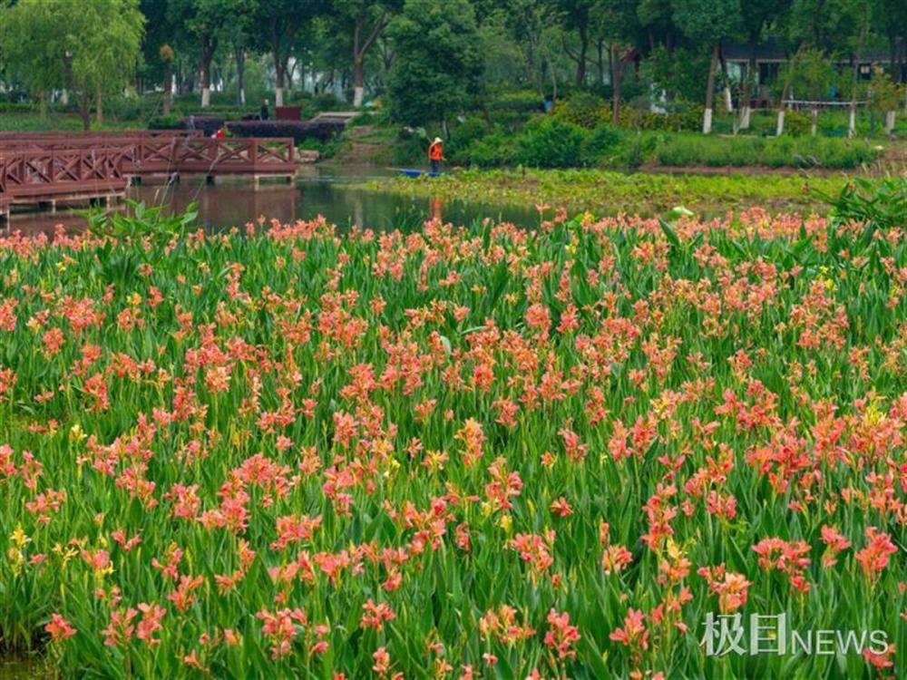 一朵便可成"花海",金银湖国家湿地公园绣球花绽放