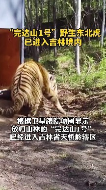 完达山1号野生东北虎已经进入吉林省天桥岭辖区