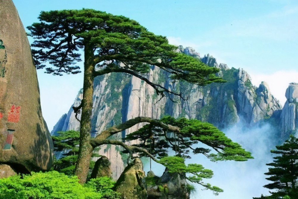 中国十大名树排行榜 迎客松上榜,第一有5000年历史了