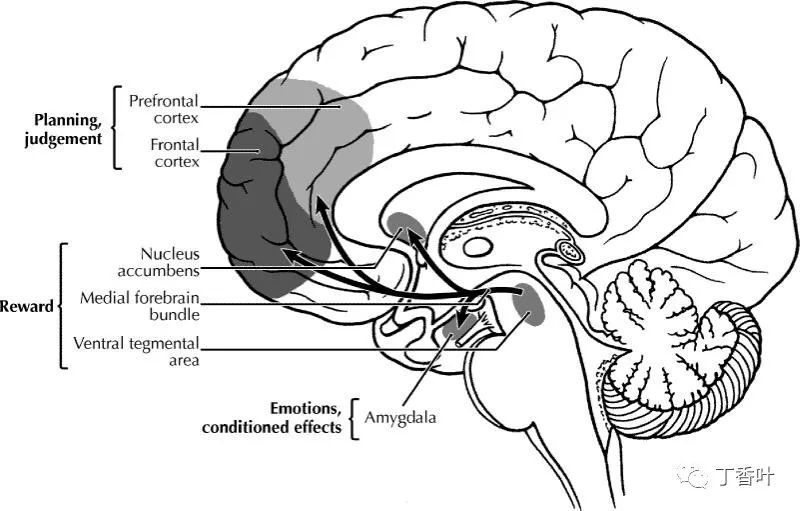 人脑示意图,突出显示了奖励过程中涉及的一些主要大脑区域和神经递质