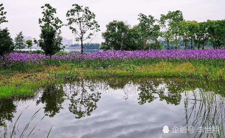 武汉东西湖径河公园马鞭草花开似紫红色的海洋