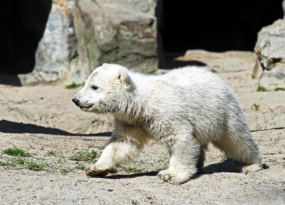 一只刚出生没多久的小北极熊首次和游客见面,小小的一只非常呆萌