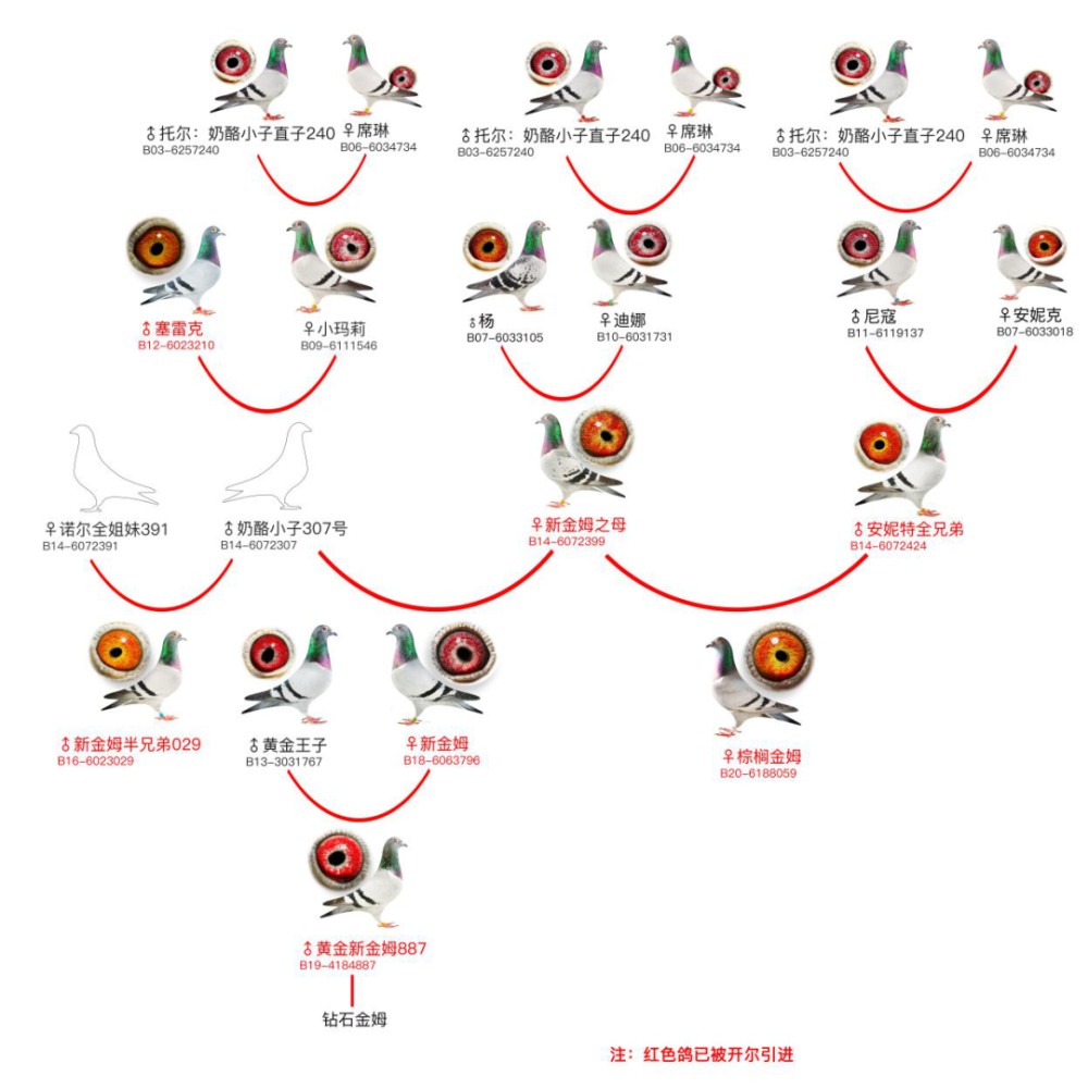 一张图带您了解奶酪"新金姆"的家族传奇