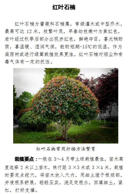 仙桃市主要造林绿化树种栽植指南公布!快来看看这些树