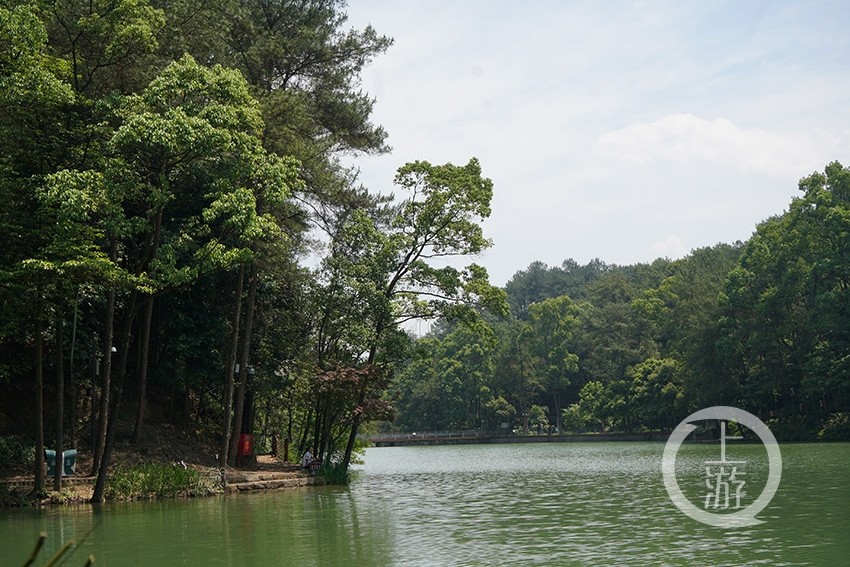 生态修复缙云山黛湖变身旖旎美景