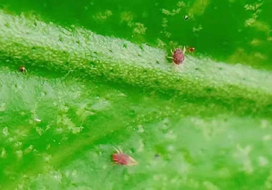 与其他害虫危害出现的症状不同,被红蜘蛛吸食过的叶片,果皮,叶绿素会