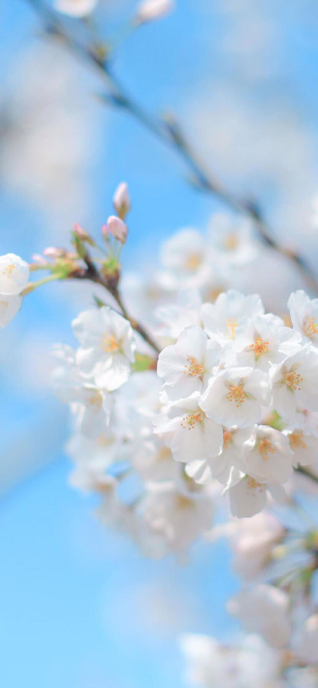 小清新花蕊治愈壁纸