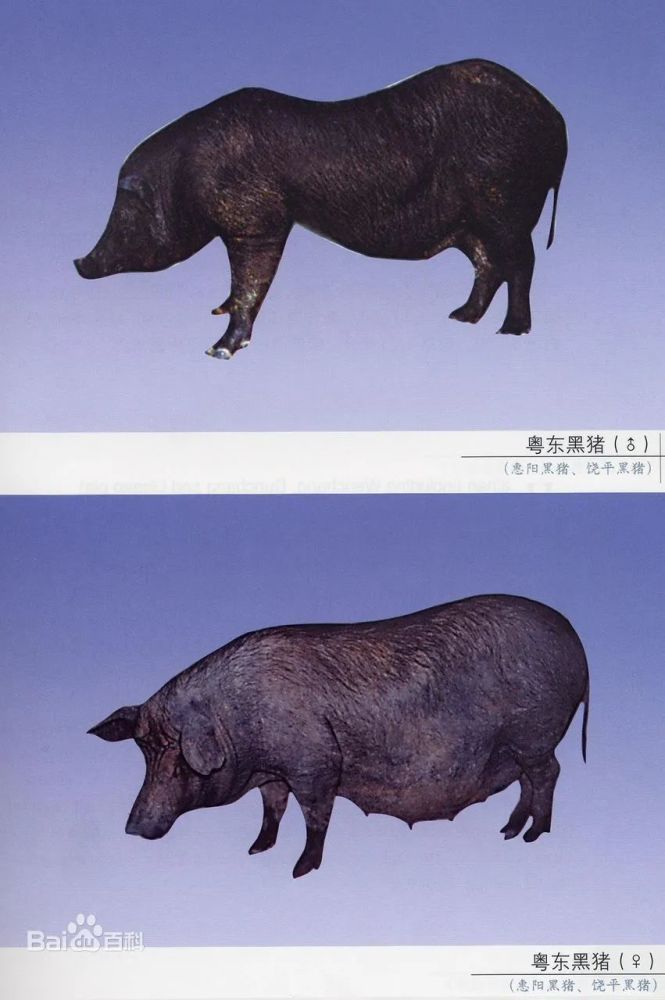 这是广东省首例克隆粤东黑猪,由温氏股份种猪事业部联合华南农业大学