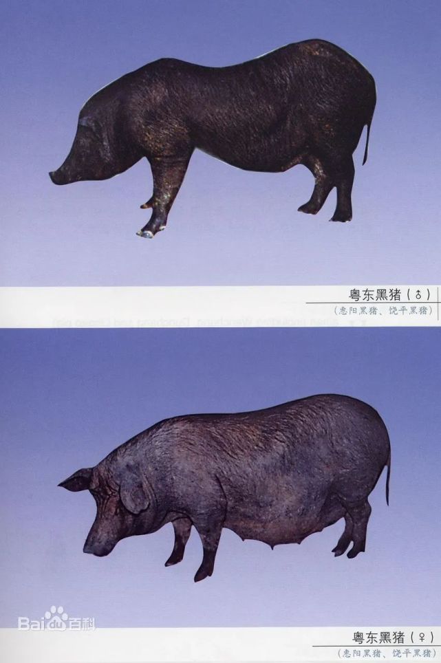 首例克隆粤东黑猪诞生,保护濒危地方猪种