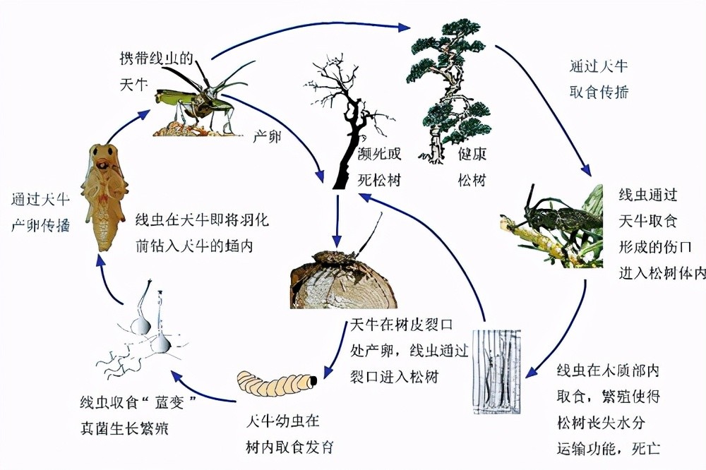 林草科普|松材线虫病的那些事儿