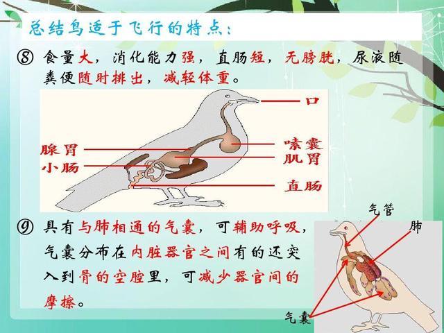 恐龙不仅把绒毛逐渐地变为羽毛,还将整个的消化系统重塑了,这是为了