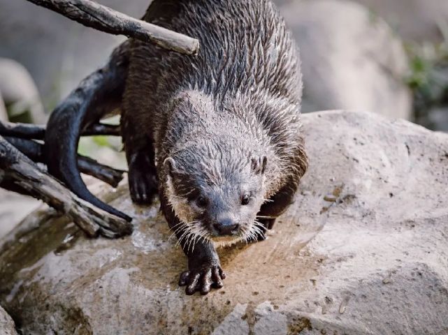 世界水獭日,来上海动物园看可耐的"獭!