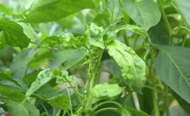 综合辣椒的种植史来看,此病害是辣椒在生产生长过程中发病最为严重