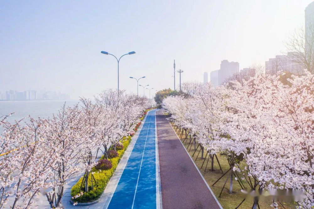 永嘉县城的湿地花海要来了!樱花大道,拱门花海隧道