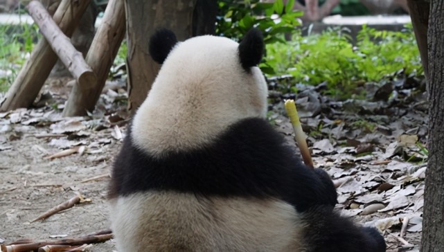 老虎为何挨饿也不吃大熊猫?专家:看看大熊猫祖先叫啥就明白了