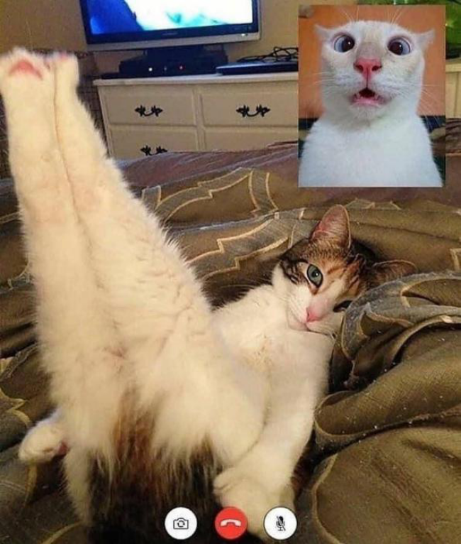 猫咪搞笑图片 网友回到家之后,发现被窝里竟然有一窝小蝙蝠!