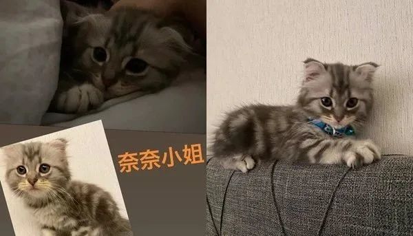 打针痛,小猫奶音哭叫,瘪嘴泛泪,委屈脸萌晕网友