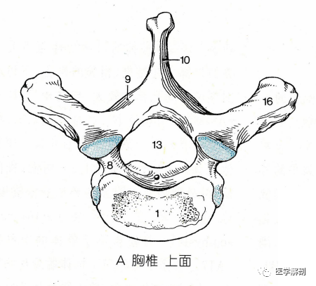 经典解剖脊柱胸椎