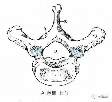 经典解剖:脊柱|胸椎|胸椎|关节面|横突